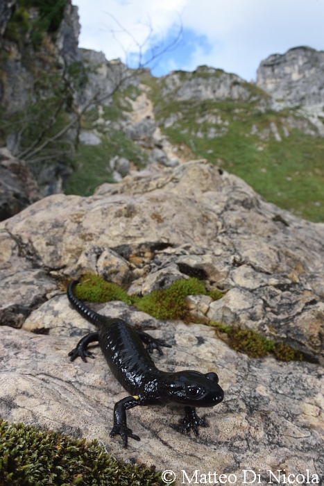 Salamandra del Pasubio